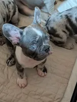 Frenchie male, a male French Bulldog for sale in Vermilion, OH – 2 of 5