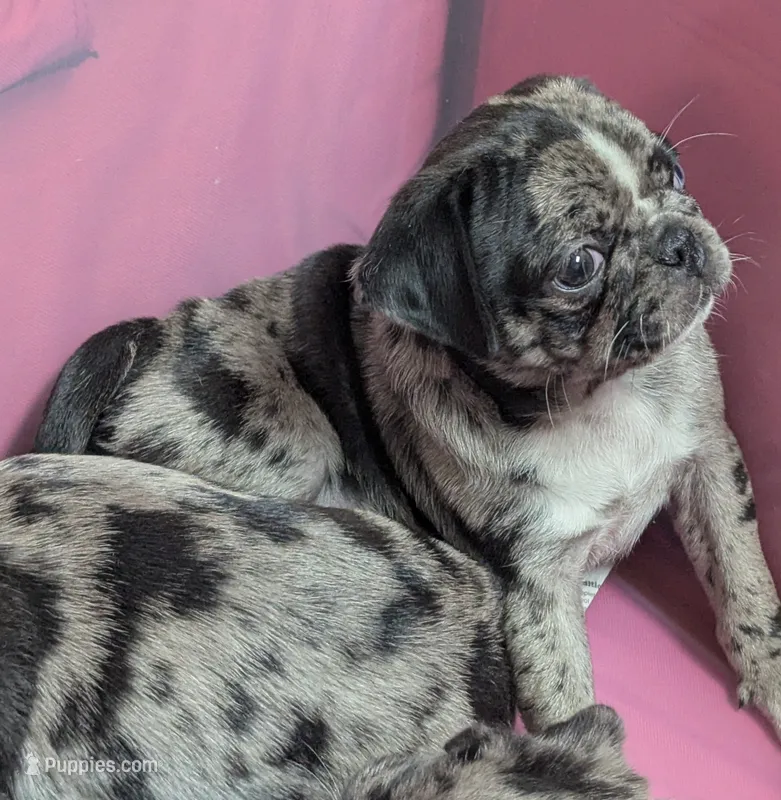 Fancy merle female  – Pug puppy for sale in Vermilion, OH