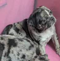 Fancy merle female , a female Pug for sale in Vermilion, OH – 1 of 8