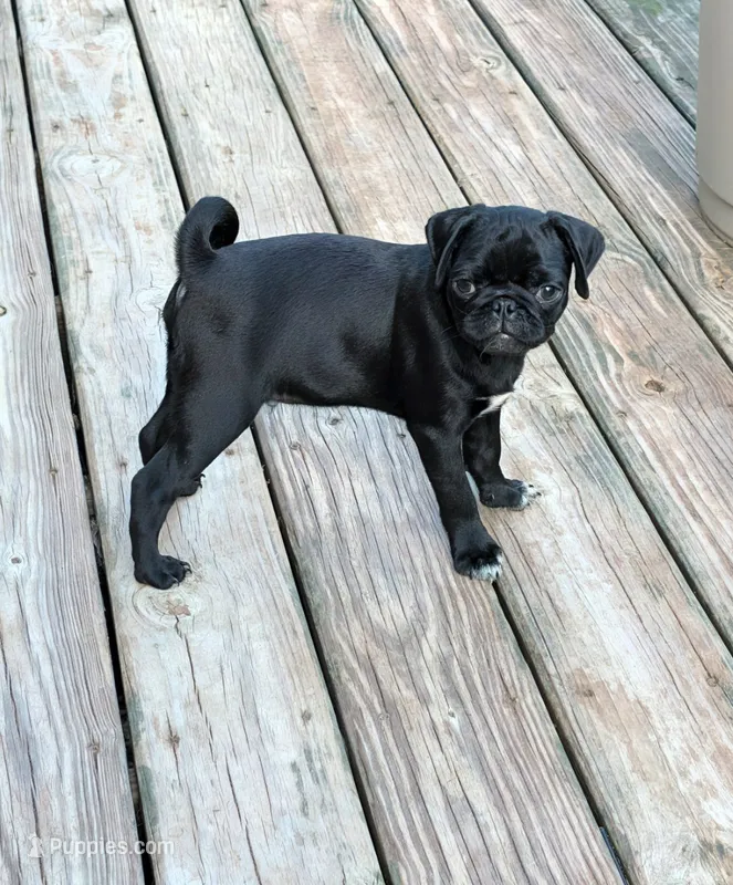 Freddie  – Pug puppy for sale in Wakeman, OH
