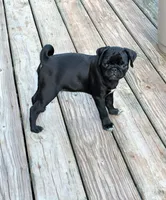 Freddie , a male Pug for sale in Wakeman, OH – 1 of 3