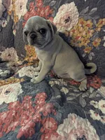 Harold , a male Pug for sale in Vermilion, OH – 2 of 7