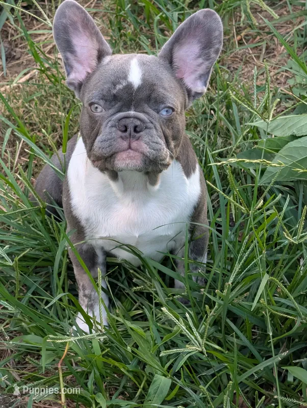 Frenchie male  – French Bulldog puppy for sale in Vermilion, OH