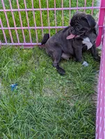 Buddy, a male Pug for sale in Vermilion, OH – 1 of 5