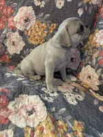 Harold , a male Pug for sale in Vermilion, OH – 5 of 7