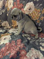 Harold , a male Pug for sale in Vermilion, OH – 4 of 7