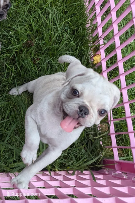 Chinchilla Merle male  – Pug puppy for sale in Vermilion, OH