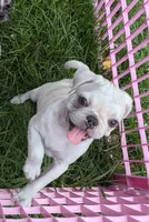 Chinchilla Merle male , a male Pug for sale in Vermilion, OH – 1 of 9