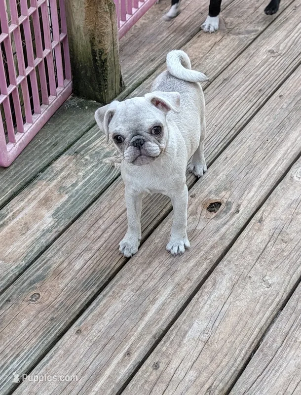 Girl – Pug puppy for sale in Wakeman, OH