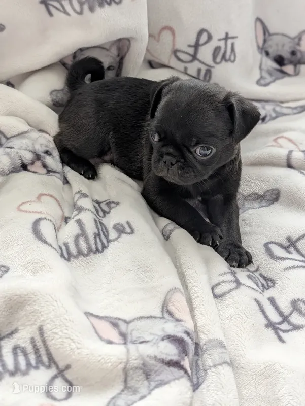 Akc Silver male  – Pug puppy for sale in Vermilion, OH