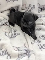 Akc Silver male , a male Pug for sale in Vermilion, OH – 1 of 2