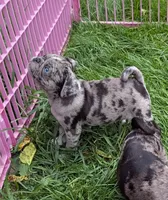 Adorable Merle female , a female Pug for sale in Vermilion, OH – 3 of 3