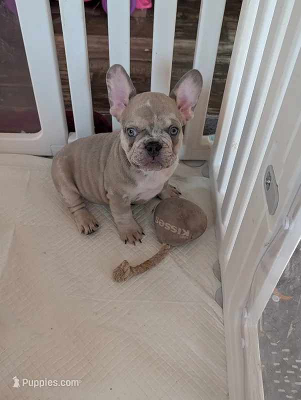 Frenchie 1 – French Bulldog puppy for sale in Vermilion, OH