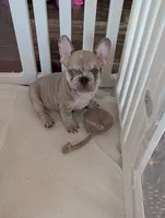 Frenchie 1, a male French Bulldog for sale in Vermilion, OH – 1 of 8