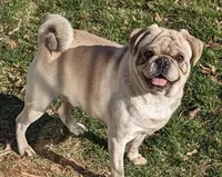 Harold , a male Pug for sale in Vermilion, OH – 7 of 7