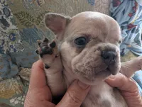 Frenchie 1, a male French Bulldog for sale in Vermilion, OH – 2 of 2