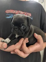 Fozzy, a male Pug for sale in Wakeman, OH – 2 of 5