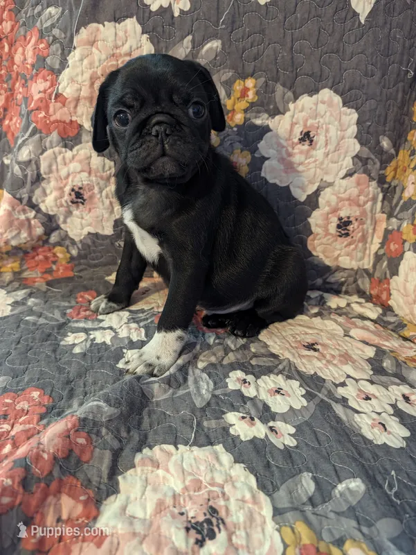 Buster – Pug puppy for sale in Vermilion, OH