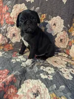 Buster, a male Pug for sale in Vermilion, OH – 1 of 4