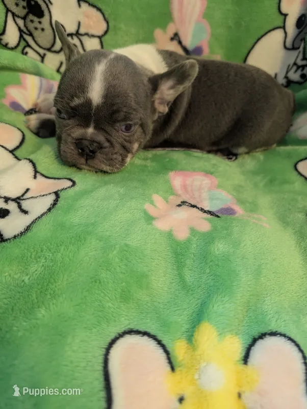 Frenchie 2 – French Bulldog puppy for sale in Vermilion, OH