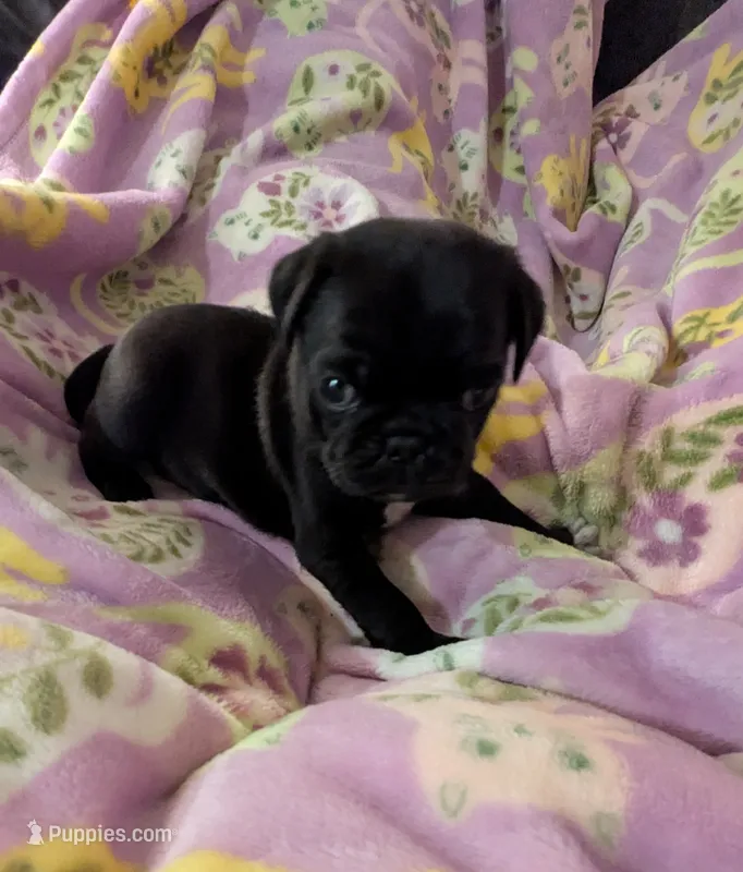 Shadow  – Pug puppy for sale in Vermilion, OH