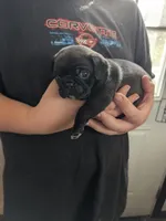 Fozzy, a male Pug for sale in Wakeman, OH – 3 of 5