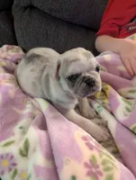 Chinchilla Merle male , a male Pug for sale in Vermilion, OH – 4 of 7