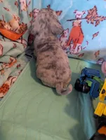 Dapper Dan, a male Pug for sale in Vermilion, OH – Photo 3 of 3