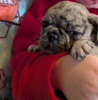Dapper Dan, a male Pug for sale in Vermilion, OH – Photo 2 of 3
