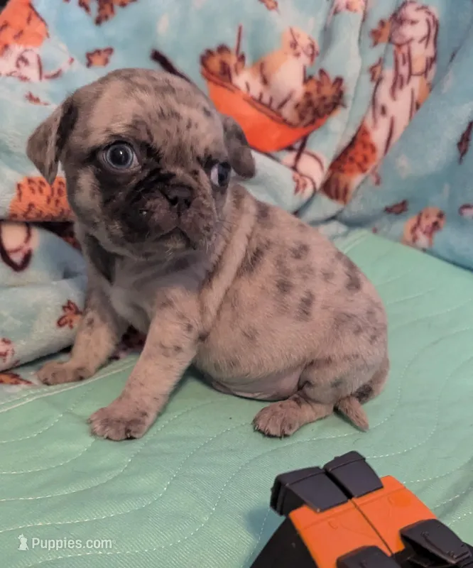 Dapper Dan – Pug puppy for sale in Vermilion, OH
