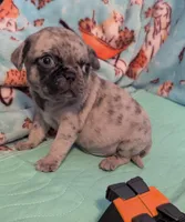 Dapper Dan, a male Pug for sale in Vermilion, OH – Photo 1 of 3