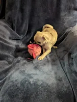 Chinchilla girl, a female Pug for sale in Vermilion, OH – Photo 2 of 2