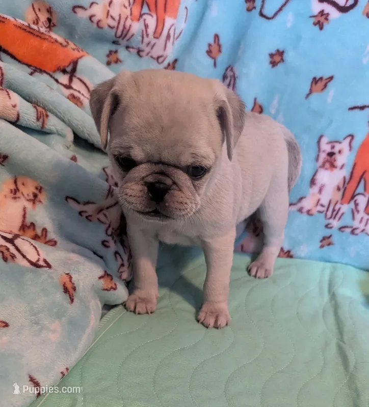 Dusty – Pug puppy for sale in Vermilion, OH