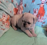 Dusty, a male Pug for sale in Vermilion, OH – Photo 2 of 3