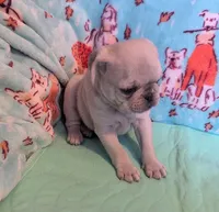 Dusty, a male Pug for sale in Vermilion, OH – Photo 3 of 3