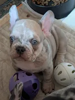 Frenchie 1, a male French Bulldog for sale in Vermilion, OH – 3 of 8