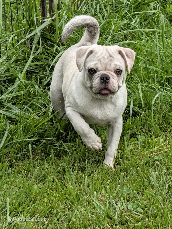 Chinchilla Merle male  – Pug puppy for sale in Vermilion, OH