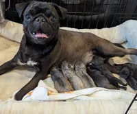 Harold , a male Pug for sale in Vermilion, OH – 6 of 7