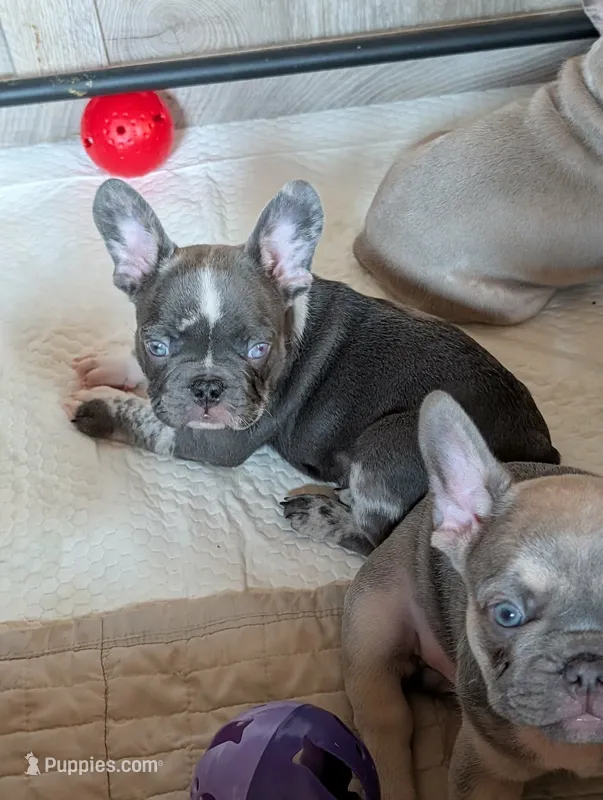 Frenchie male – French Bulldog puppy for sale in Vermilion, OH