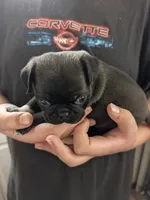 Fozzy, a male Pug for sale in Wakeman, OH – 4 of 5