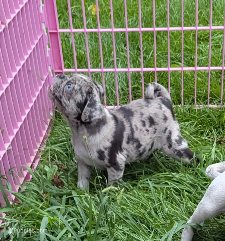 Adorable Merle female  – Pug puppy for sale in Vermilion, OH
