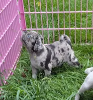 Adorable Merle female , a female Pug for sale in Vermilion, OH – 1 of 3
