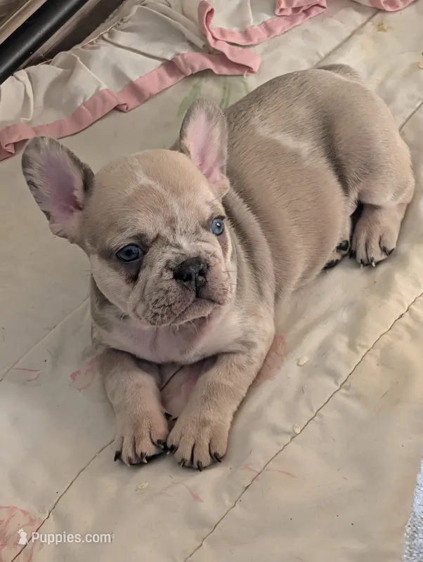 Frenchie 1 – French Bulldog puppy for sale in Vermilion, OH