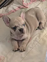 Frenchie 1, a male French Bulldog for sale in Vermilion, OH – 2 of 8