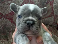 Frenchie 2, a male French Bulldog for sale in Vermilion, OH – 2 of 2