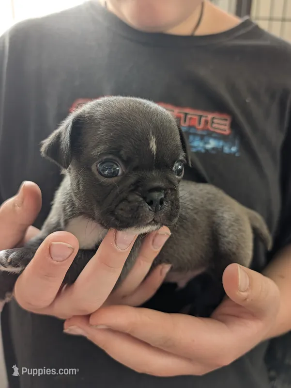 Little silver boy – Pug puppy for sale in Wakeman, OH