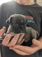 Little silver boy, a male Pug for sale in Wakeman, OH – 1 of 6
