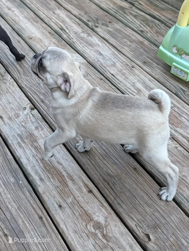 Harold  – Pug puppy for sale in Wakeman, OH