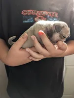 Tiny male, a male Pug for sale in Wakeman, OH – 3 of 3