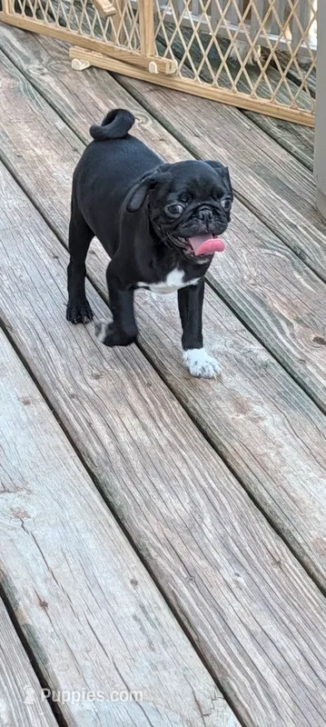 Sammy – Pug puppy for sale in Wakeman, OH